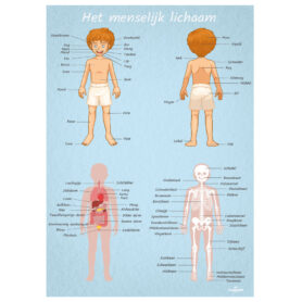 poster educatief menselijk lichaam vrouw mannelijk leren