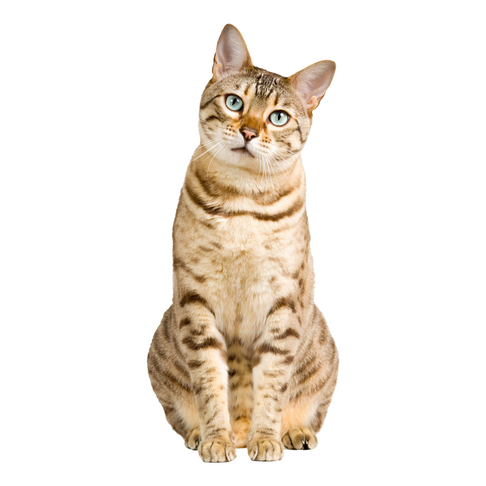 muursticker kat poes bengaalse kinderkamer meisjeskamer lief 1 schattig