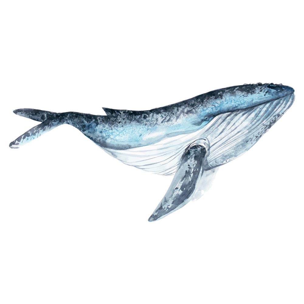 muursticker walvis kinderkamer jongen meisje inspiratie
