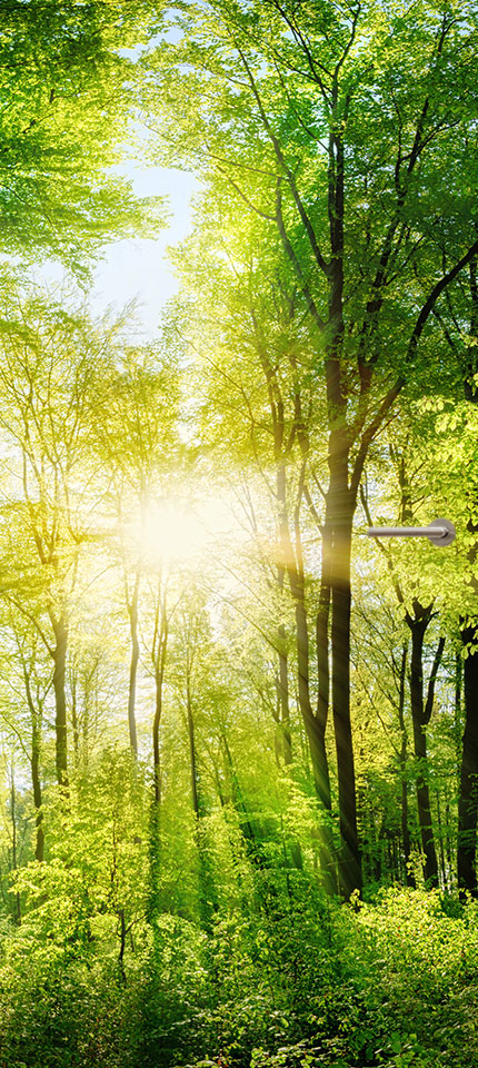 Deurposter groen bos deursticker sticker poster natuur