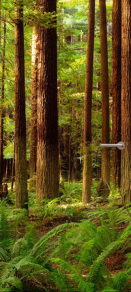 deurposter deursticker sticker poster grote boom natuur bos