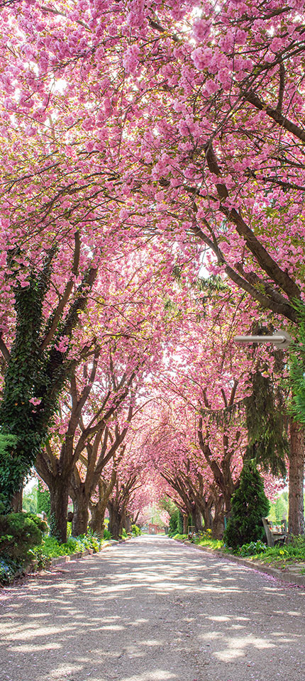 bloesem pad deurposter deursticker sticker poster natuur lente