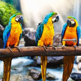 papagaai waterval deursticker deurposter sticker poster natuur zonneschijn