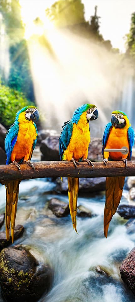 papagaai waterval deursticker deurposter sticker poster natuur zonneschijn