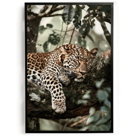 Poster luipaard slapend in boom woonkamer slaapkamer kantoor inspiratie