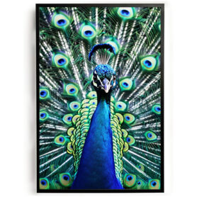 Poster pauw laat zijn veren zien woonkamer slaapkamer kantoor inspiratie