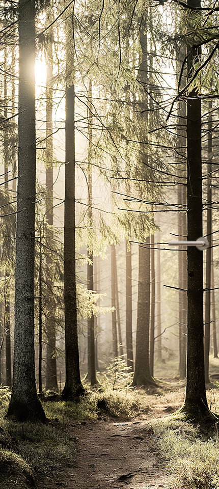 bospad met zonneschijn deursticker poster modern stijlvol plakkers