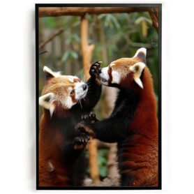 Poster spelende rooie panda's woonkamer slaapkamer kantoor inspiratie